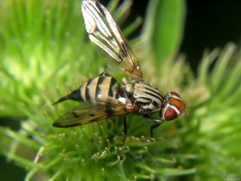 Otites formosa (Panzer, 1798)